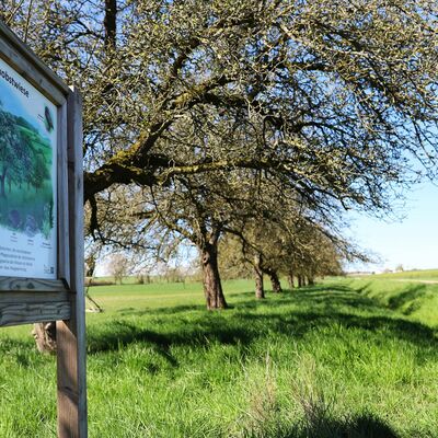 Streuobstwiesen in Ltzellinden