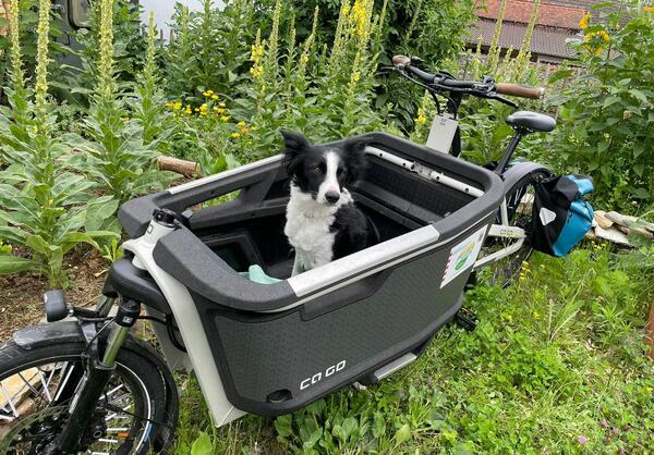 Lastenrad mit Hund als Beifahrer