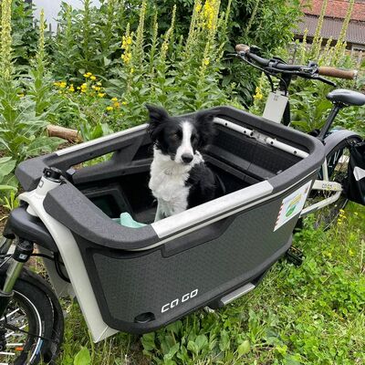 Lastenrad mit Hund als Beifahrer