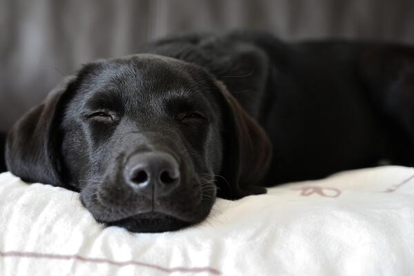 schlafender Hund