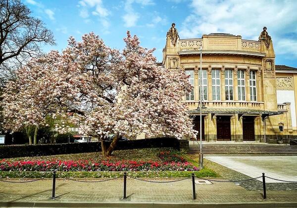 Magnolie vorm Stadttheater 2022 