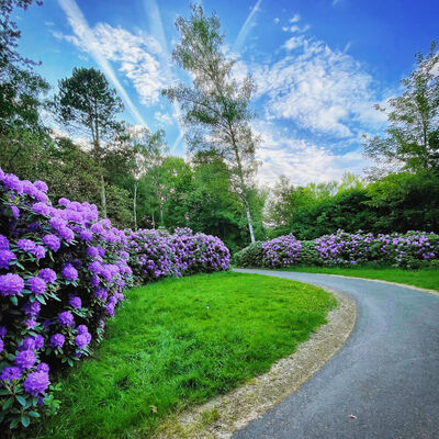 Lila Blütenpracht im Stadtpark Wieseckaue Instagram