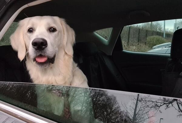 Hund schaut durch halb geöffnetes Autofenster