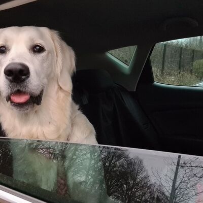 Hund schaut durch halb geöffnetes Autofenster