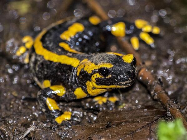 Feuersalamander