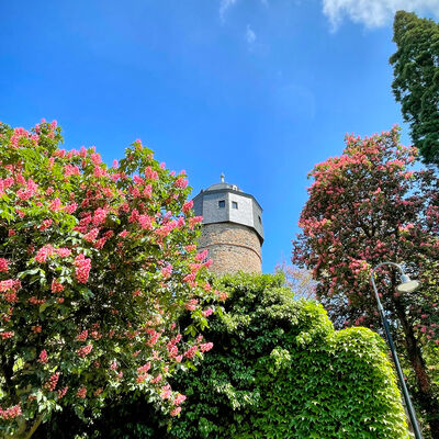 Turm des Alten Schlosses hinter Blüten