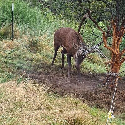 Hirsch in einem Weidezaun gefangen