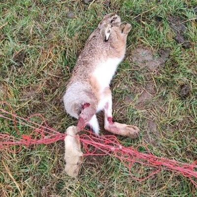 Hier ist der nicht genutzte Zaun zur tdlichen Falle fr einen Hasen geworden, der sich mit seinen Hinterlufen verfangen hat und qualvoll verendet ist.