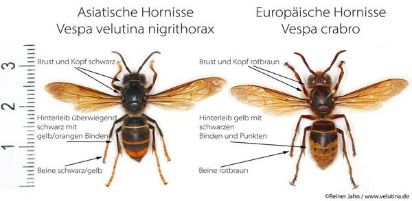 Asiatische und Europ�ische Hornisse mit Beschreibung der Merkmale