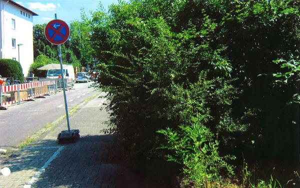 Wuchernde Hecke am Gehweg