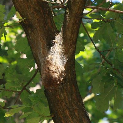 Nest eines Eichenprozessionsspinners
