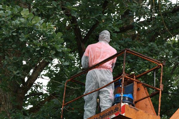 Mitarbeiter des Gartenamts entfernen ein Nest des gefährlichen Eichenprozessionsspinners