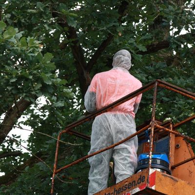 Mitarbeiter des Gartenamts entfernen ein Nest des gef�hrlichen Eichenprozessionsspinners