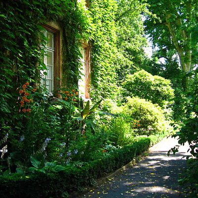 Botanischer Garten - bewachsenes Haus "Efeuhaus"