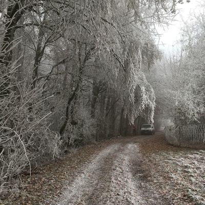Winter im Stadtwald