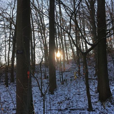 Stadtwald im Winter