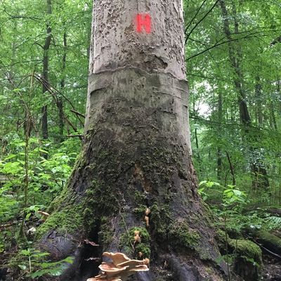 Kennzeichnung eines Baums in einer Habitatsfläche im Stadtwald