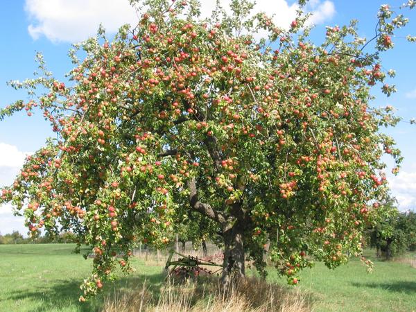 Apfelbaum mit vielen reifen pfeln