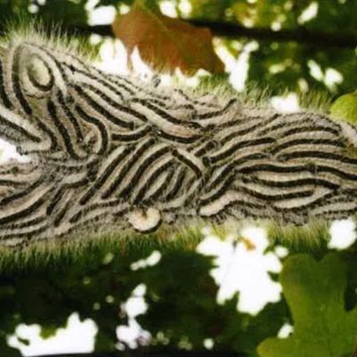 Eichenprozessionsspinner in einem Baum