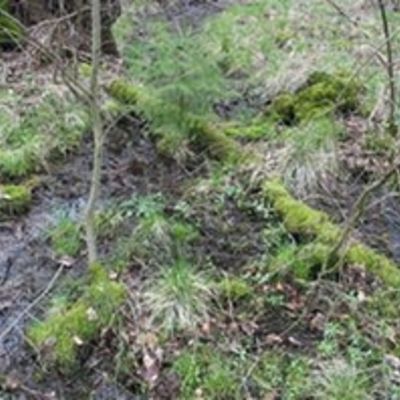 Sickerquelle Staatsforst