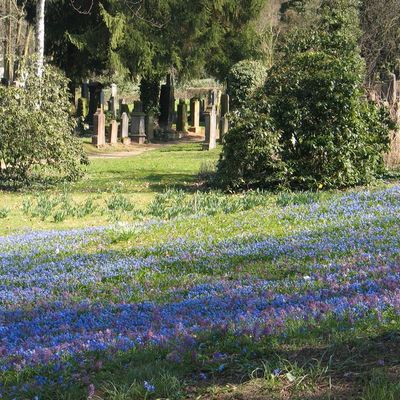 Alter Friedhof - Blaue Blüten