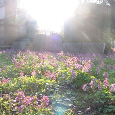 Alter Friedhof - Lerchensporn im Sonnenlicht