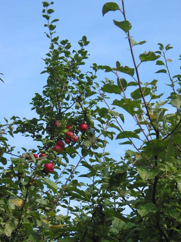 Apfelbaum mit roten �pfeln
